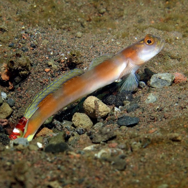 Flagtail Shrimp Goby