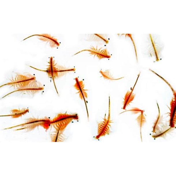 Live Food Brine Shrimp