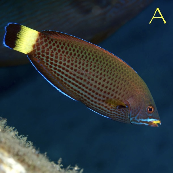 Chiseltooth Wrasse