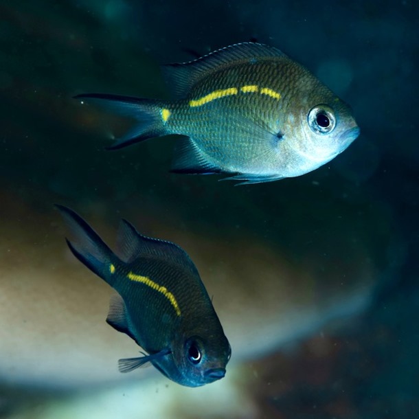 Orange Line Chromis