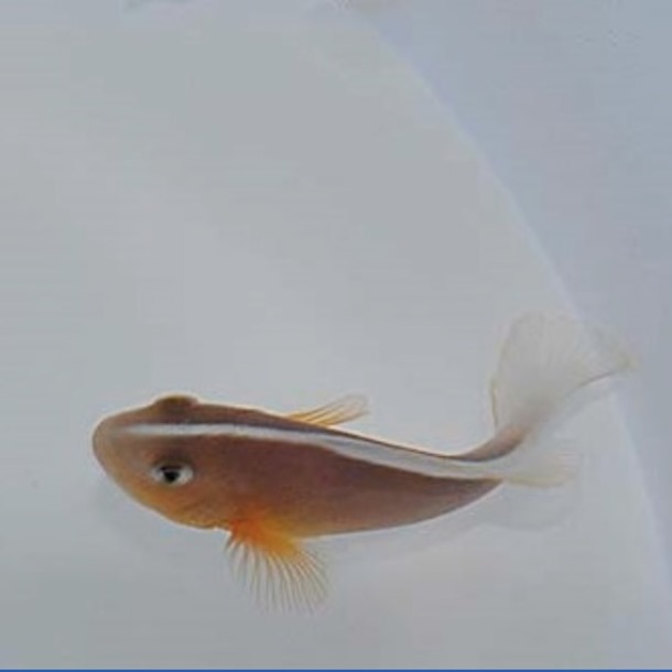 Pink Skunk Clownfish