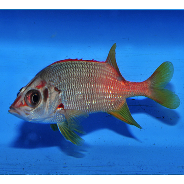 Sabre Squirrelfish