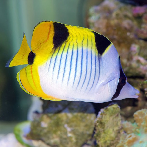 Falcula Butterflyfish