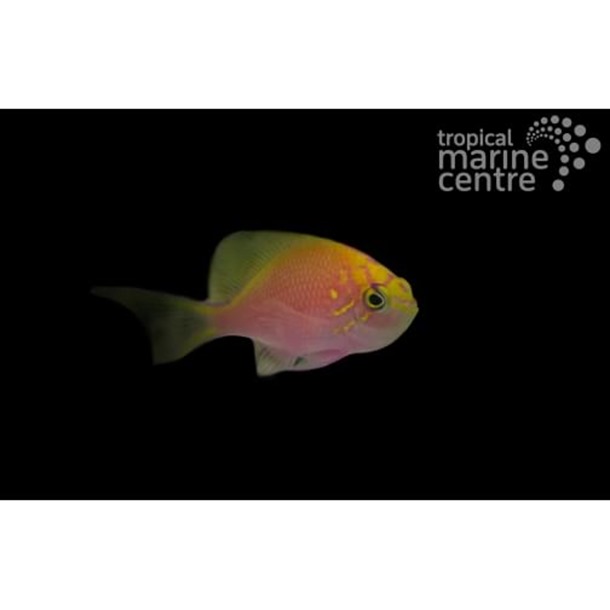 Fat Head Anthias