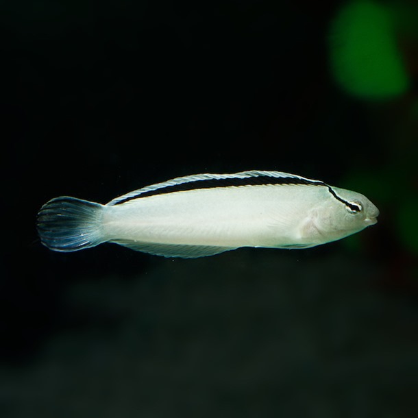 Siamese Fang Blenny