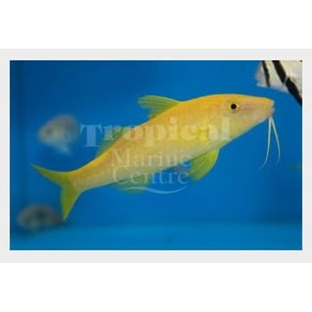 Yellow Goatfish