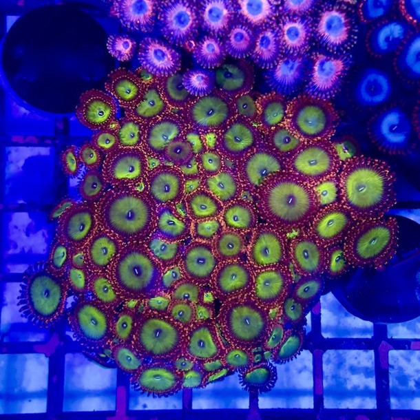 Goblins Fire Zoa Frag 