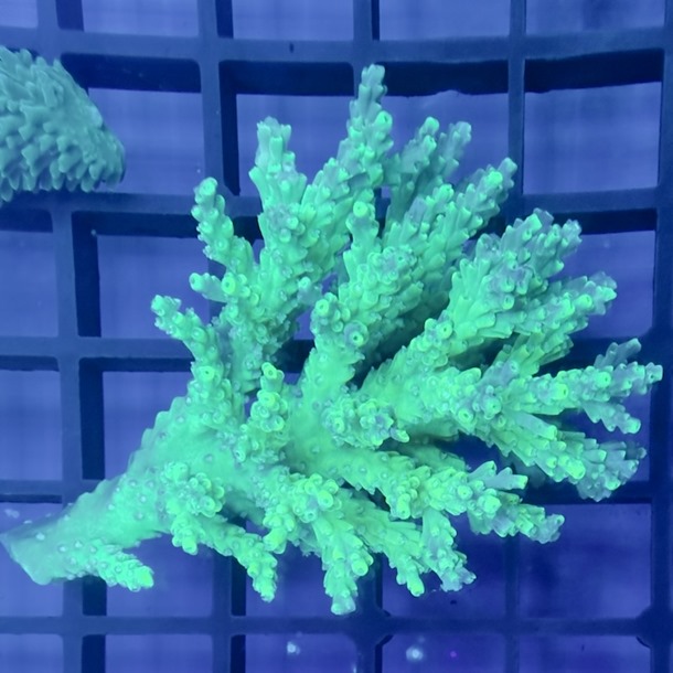 Oz Acropora Colony