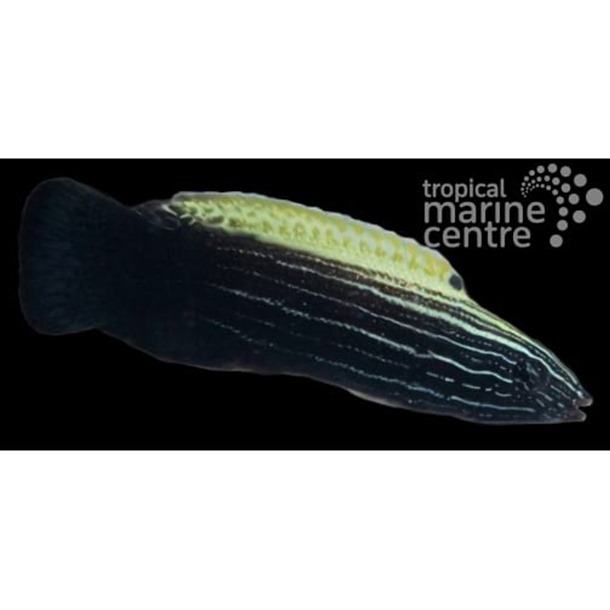 Comet Wrasse