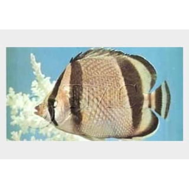Bandit Butterflyfish