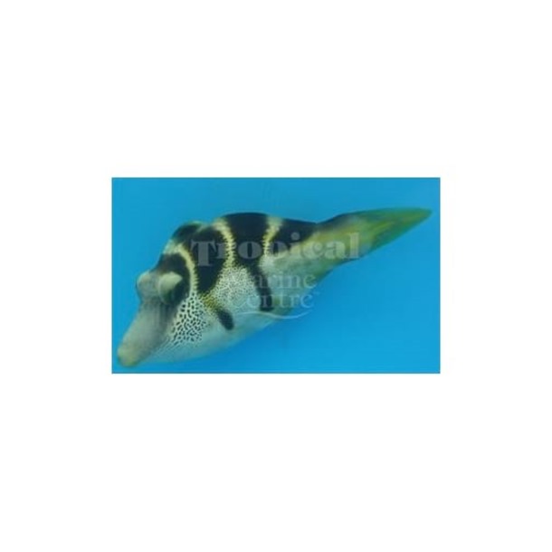 Mimic Filefish