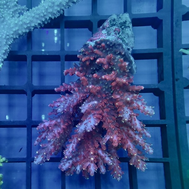 Oz Acropora Colony