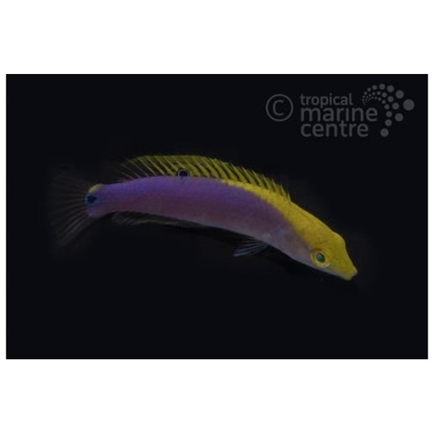 Lightning Wrasse