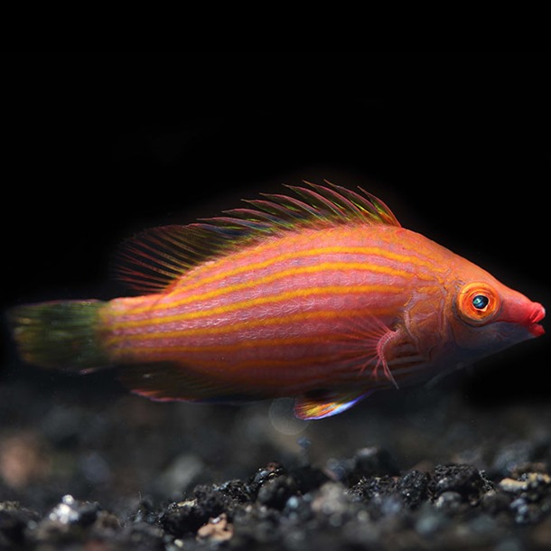 Pinstripe Lined Wrasse