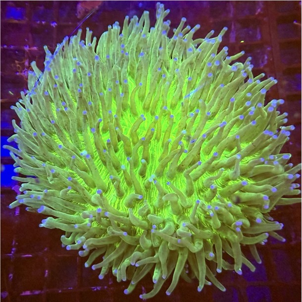 Ultra Green Long Tentacle Plate Coral