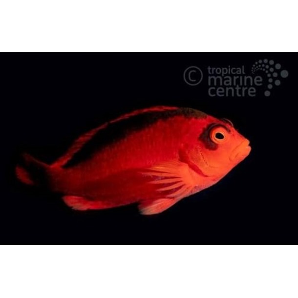 Scarlet Hawkfish