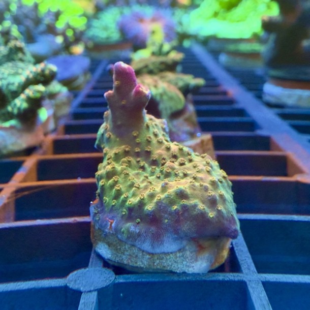 Rainbow Loom Acro Frag