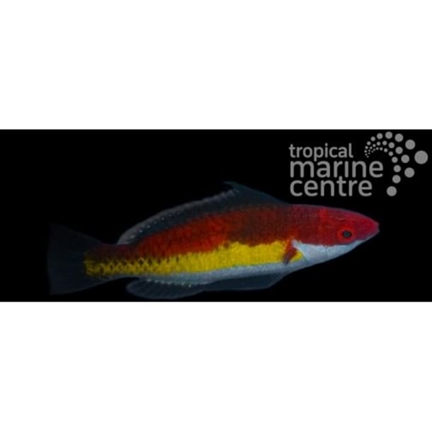 Naoko's Fairy Wrasse