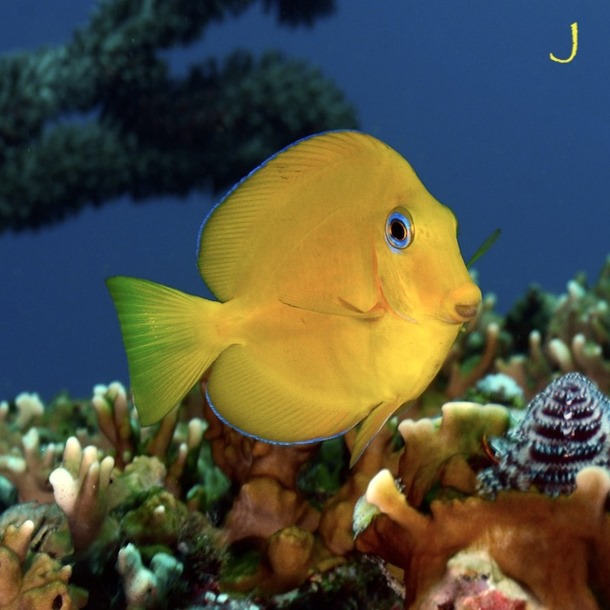 Caribbean Blue Tang