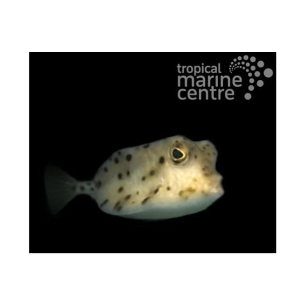 Shortnose Boxfish