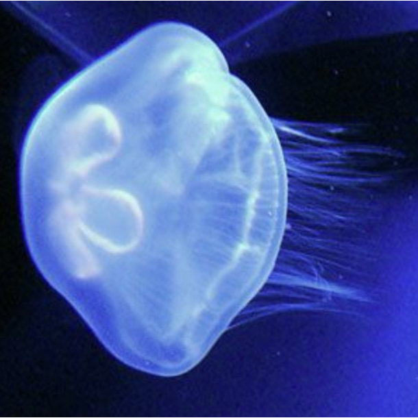 Moon Jellyfish