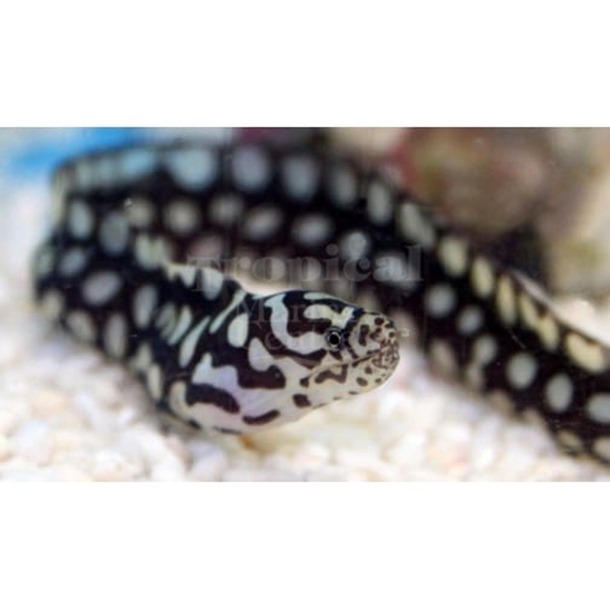 Skeletor Pebbletooth Moray Eel