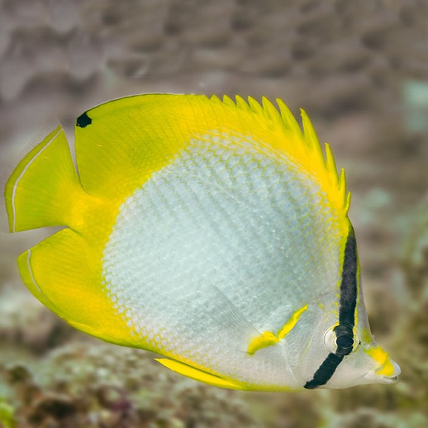 Spotfin Butterflyfish