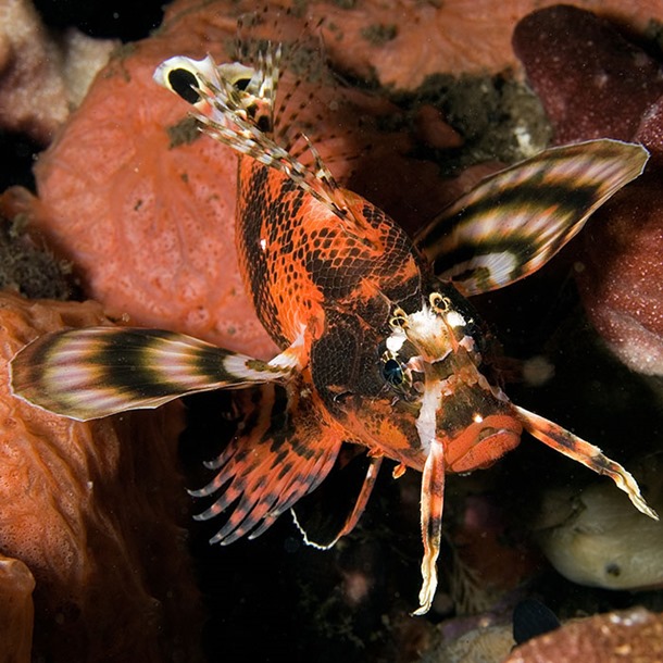 Fu Manchu Lionfish