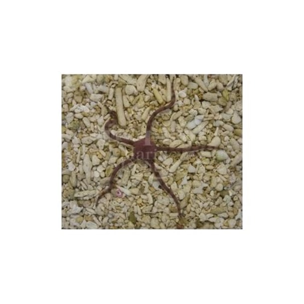 Serpent Starfish