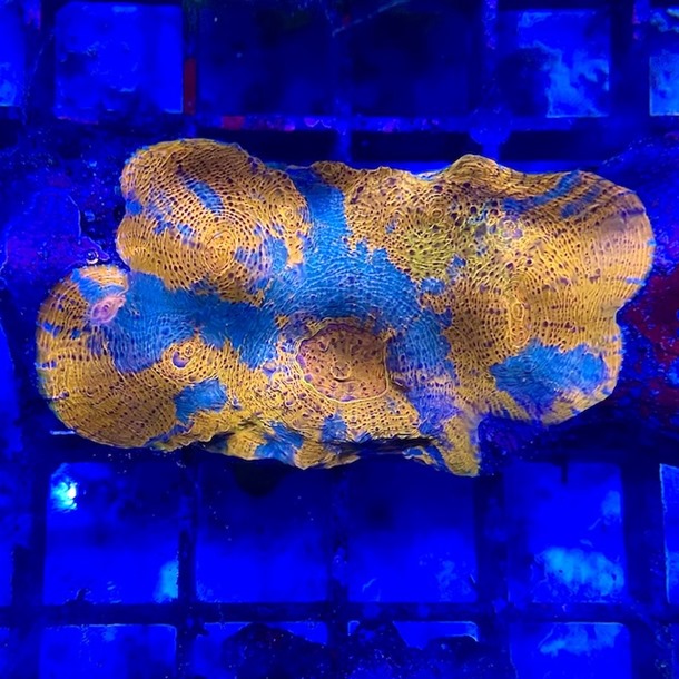 Blue Gold Chalice