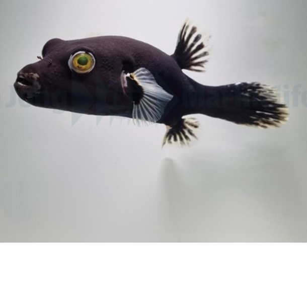 Dalmatian Dogface Puffer