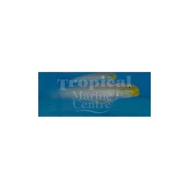 Blue Cheek Sleeper Goby
