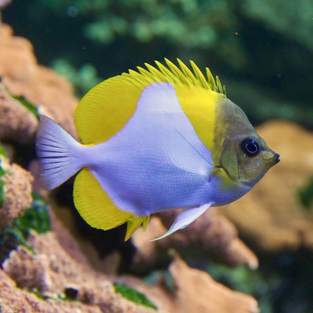 Yellow Pyramid Butterflyfish