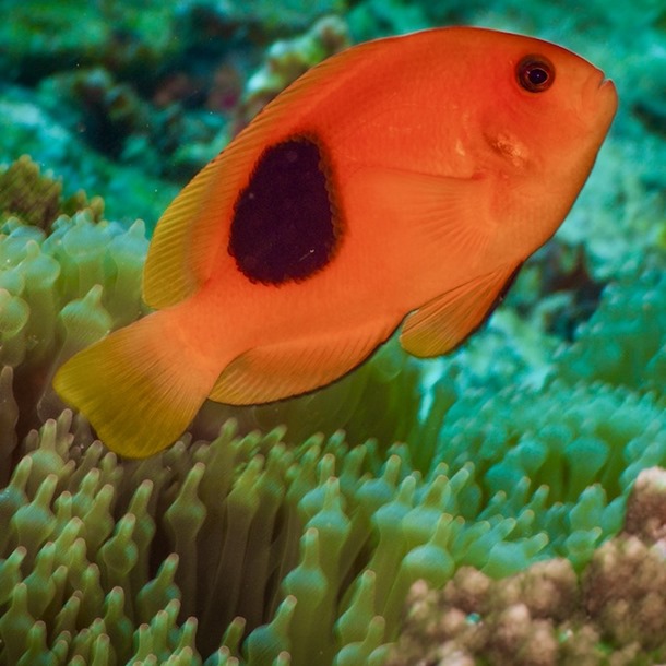 Saddle Tomato Clownfish