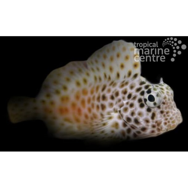 Leopard Blenny