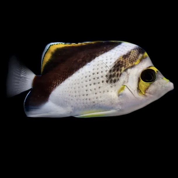 Tinkers Hybrid Butterflyfish