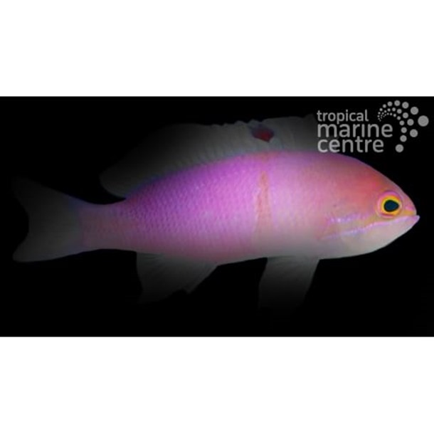 Carlson Anthias