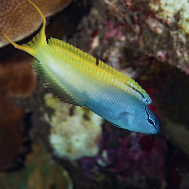 Blue Head Fang Blenny