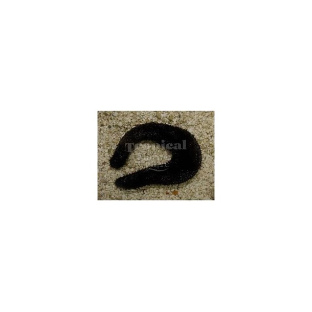 Black Sea Cucumber