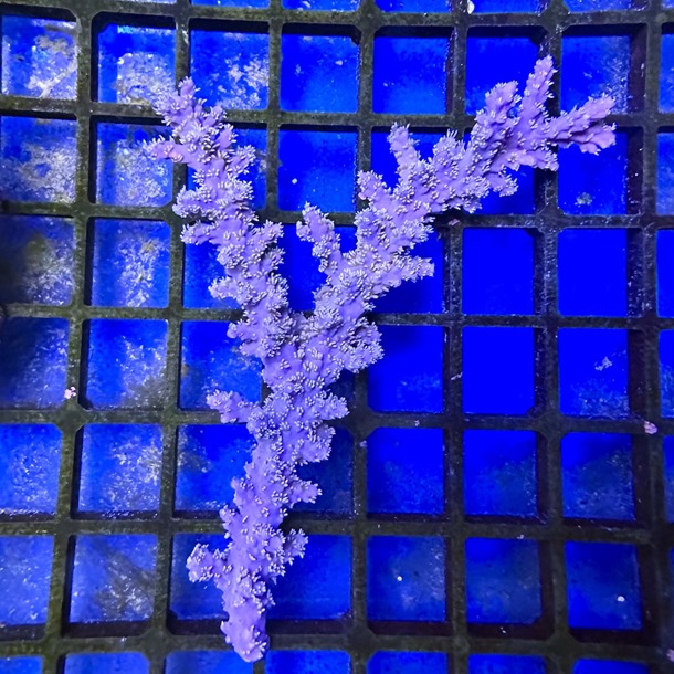 Oz Acropora Colony