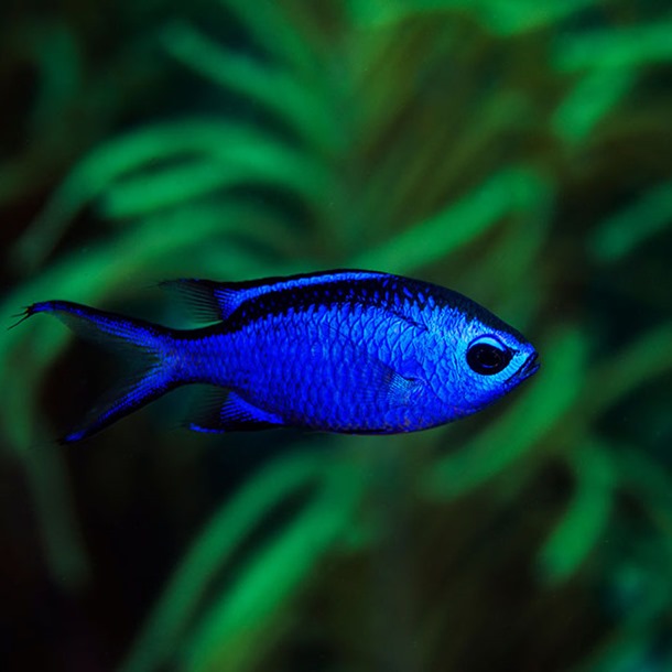 Blue Reef Chromis