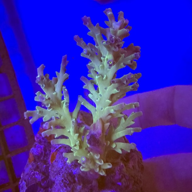 Ultra Acro Colony