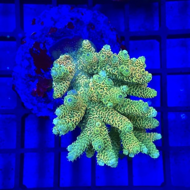 Acropora Colony