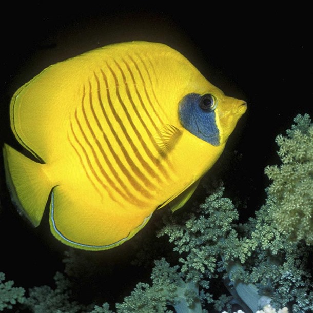 Addis Butterflyfish