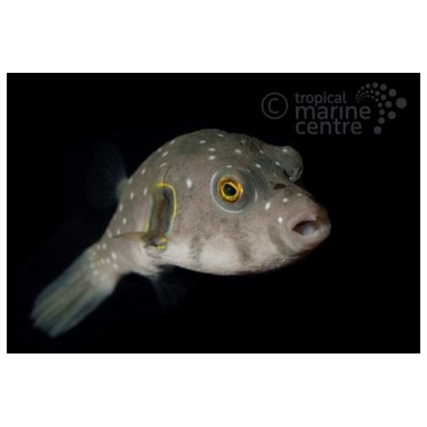 Stars and Stripes Dogface Puffer