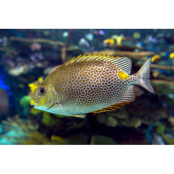 Orange Spot Rabbitfish