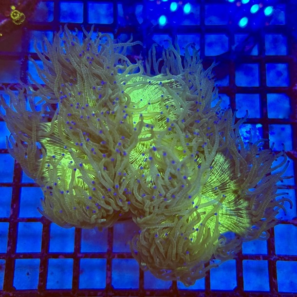 Blue Tip Catalaphyllia