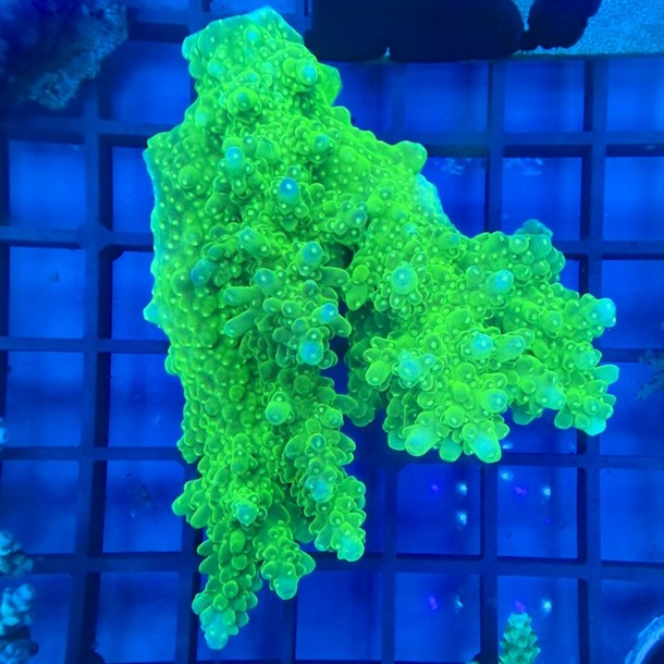 Oz Acropora Colony