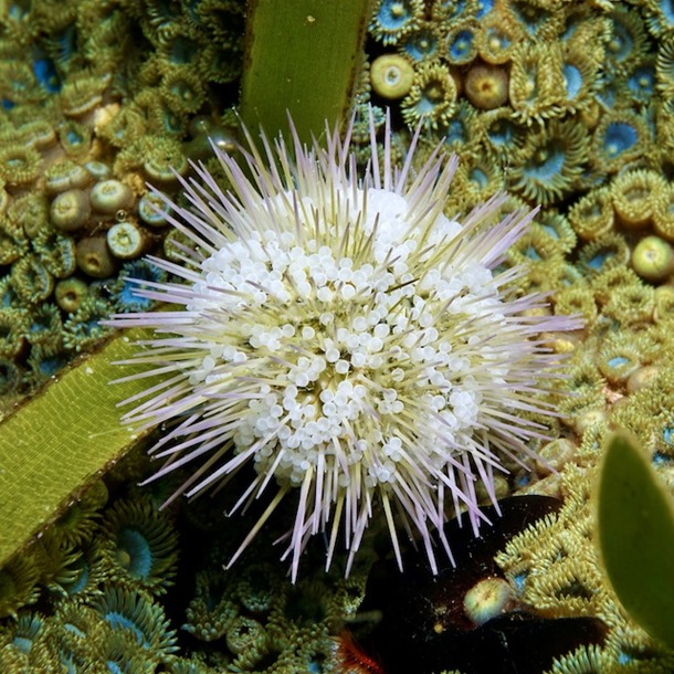 Pincushion Urchin