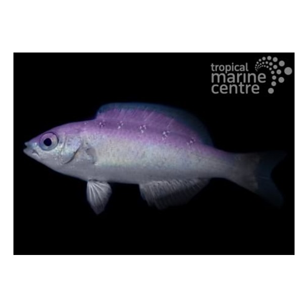 Creole Wrasse